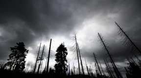 „Jedem Förster blutet das Herz“