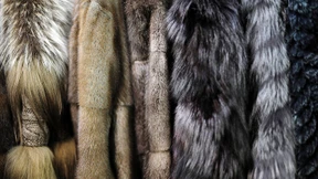 Mit Pelz kein Einlass