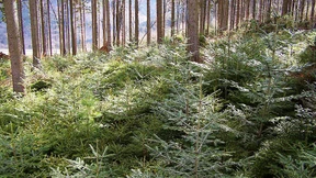 „100 Millionen neue Bäume“