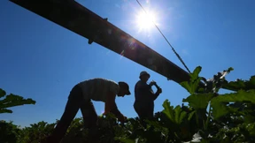 17-jähriger Erntearbeiter stirbt auf dem Feld