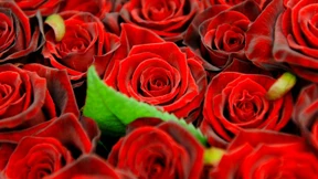 Die schönsten Blumen zum Muttertag aus dem Internet