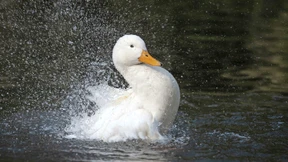 Die Zerschlagung des Gordischen Knotens