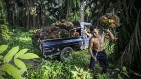 Indonesien stoppt den Export von Palmöl wegen Preisanstieg