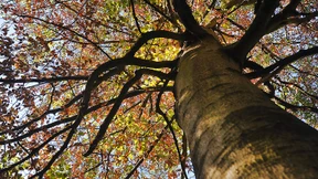 Buche braucht Schatten der Eichenkrone