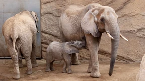 Feuerwehr hilft Elefantenkuh wieder auf die Beine