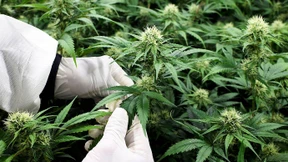 Amerikanische Brauereien investieren statt in Bier jetzt in Gras