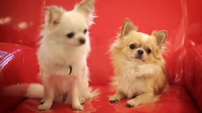 „Einige Kollegen schmuggeln Hunde“