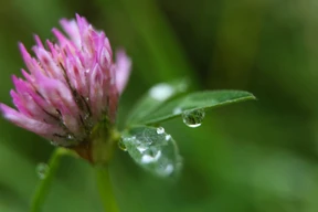 Ein Wesen wie du und ich