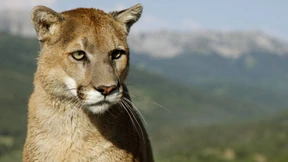 Puma tötet Radfahrer