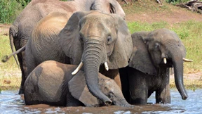 Fast alle Schutzgebiete in Afrika bedroht