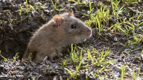 Warum Hausratten ihre Verwandten fürchten müssen