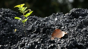 Der Anteil der „grünen“ Anleihen sinkt