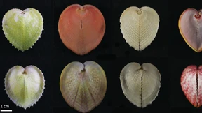 Optimale Sonnenernte unter der Muschelschale