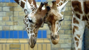 Zum Verwechseln ähnlich