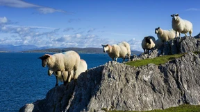 In einer  weit entfernten Galaxis