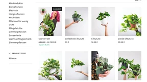 Glücksfeder und Monstera per Post