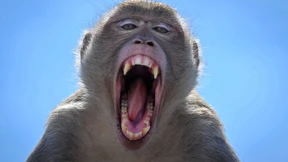 Stadt der rivalisierenden Affen