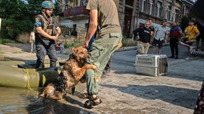 Wie ein ukrainischer Hund ein neues Heim gefunden hat