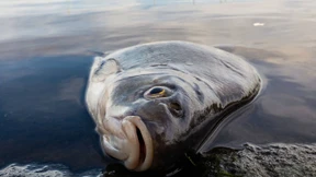 „Entscheidend ist der Sauerstoff“