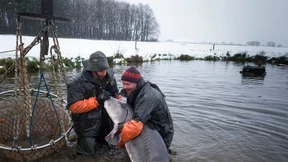 Gold, das aus der Kälte kam