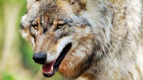 Vom „bösen“ Wolf und treuherzigen Hündchen