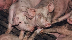 Nächste Kontrolle dann in 48 Jahren