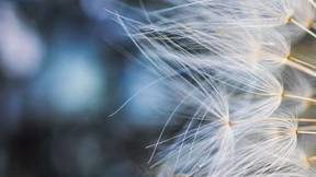 Selten sind viele – aber wie viele?