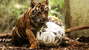 Tigerin trifft Tiger