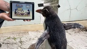 Mit „Pingu“ und Tierdokus fühlt er sich weniger alleine