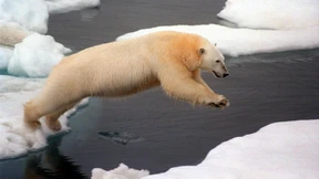 Gestrandete Eisbären gesichtet  