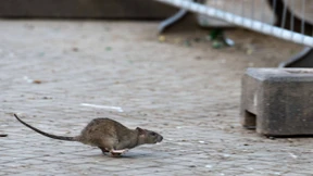 Ratten legen Online-Bürgerdienste in Estland lahm