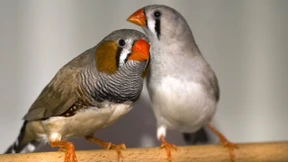 Arrangierte „Ehen“ schaden Zebrafinken