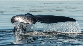 Menschheit hat 70 Prozent der Wirbeltierbestände vernichtet