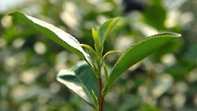 Der beste Tee der Welt kommt aus Schottland