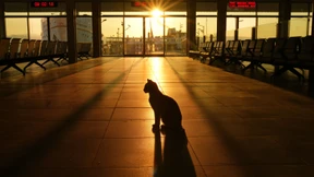 Die Freiheit der Stadtkatze in der Nacht