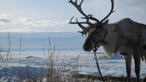 Flaschenfrösche und eigenwillige Rentiere