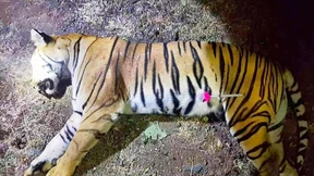 Menschenfressende Tigerin „Avni“ in Indien erschossen