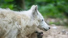 Wölfin Monja verendet
