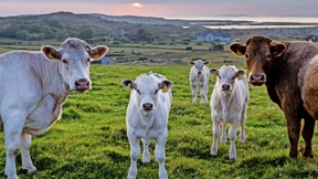 200.000 Kühe fürs Klima töten?