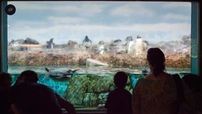 Frankfurter Zoo steht vor weiterem Umbau  