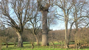 Wie die Flammen einer Fackel