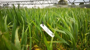 Arbeit an neuen, ertragreichen Sorten