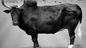 Mobârak bâshe zur Premiere