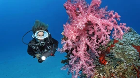 „Great Barrier Reef ist gefährdet“