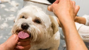 Hundefriseurin kritisiert Gericht