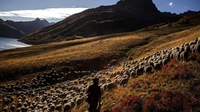 So lebt es sich allein mit 1300 Schafen