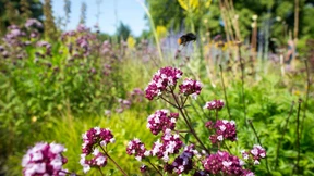 Sandbienen und Schillerfalter