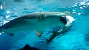 Hai frisst anderen Hai