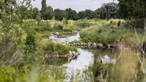 Was das umstrittene EU-Renaturierungsgesetz wie regelt
