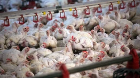 Am liebsten Geflügel, am liebsten günstig